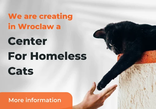 chcemy stworzyć pierwszy we Wrocławiu ośrodek dla bezdomnych kotów