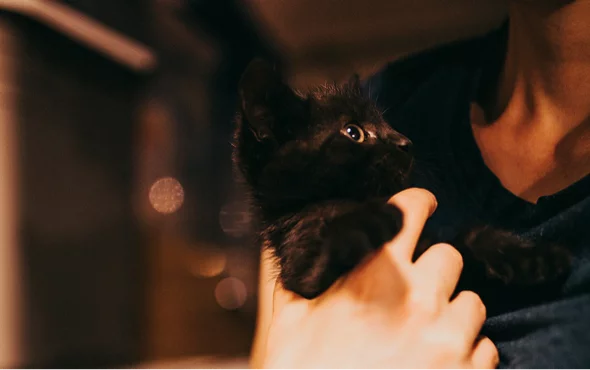 zdjęcie kota na rękach opiekuna
