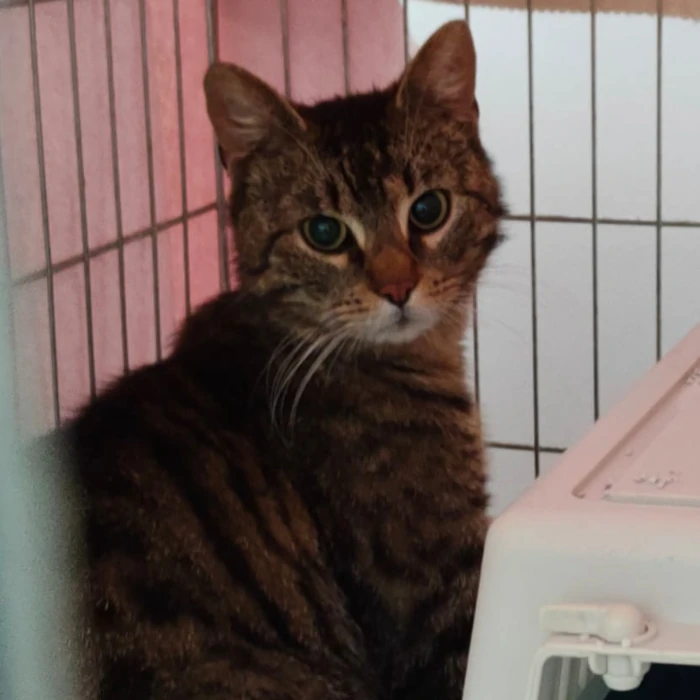 kot do adopcji - bolek