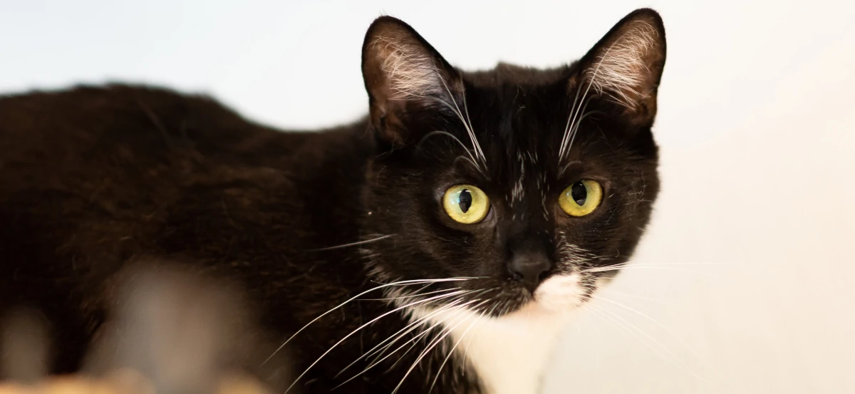 zdjęcie kota Franky