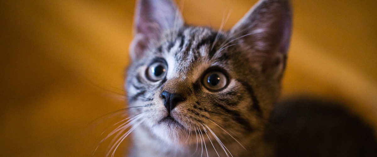zdjęcie kota Michałek