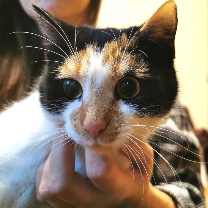 cat to adoption - syrenka