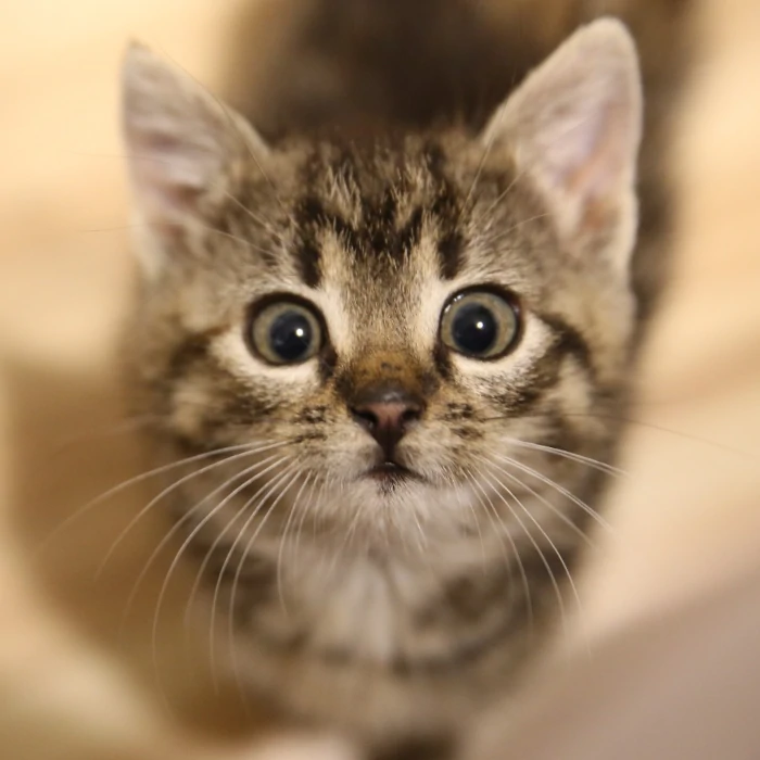 cat to adoption - tosca