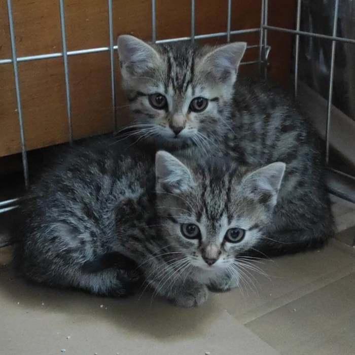 kot do adopcji - kociaki-z-brochowa