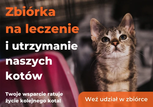 Coraz więcej kotów, coraz mniej środków na ratowanie - banner kampanii Wpłacam.pl