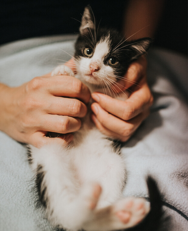 zdjęcie małego kota na rękach